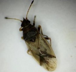 Cymus aurescens